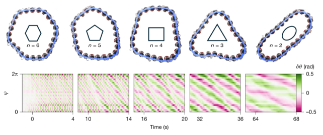 A Strange New Time Crystal Emerges From Synchronized Vibrations