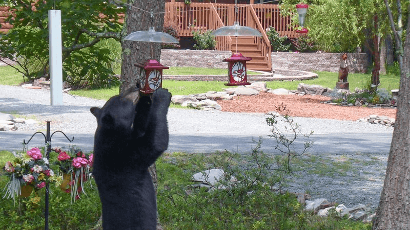 FILE IMAGE - Black bear standing to eat from a bird feeder in Pennsylvania. (Photo credit: NC Wildlife Resource Commission)