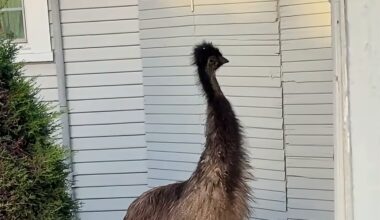 Pet Emu Gets Loose, Runs Through Traffic In Santa Cruz