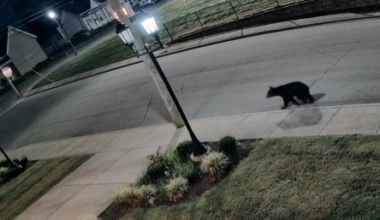 Officials issue warning to residents after bear cub spotted in Shelbyville