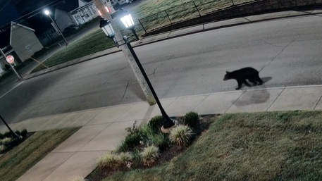 Officials issue warning to residents after bear cub spotted in Shelbyville