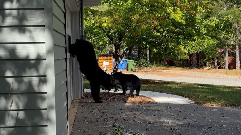 Sept. 14, 2026 - Still image of cell phone video of a black bear climbing out of a garage door window in Asheville, North Carolina. (Credit: Katie Byron)