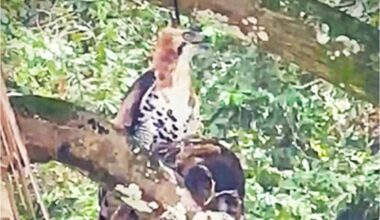 Ornate hawk-eagle with crested owl