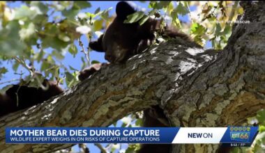 Mother bear dies during capture at Albuquerque golf course, two cubs to be relocated