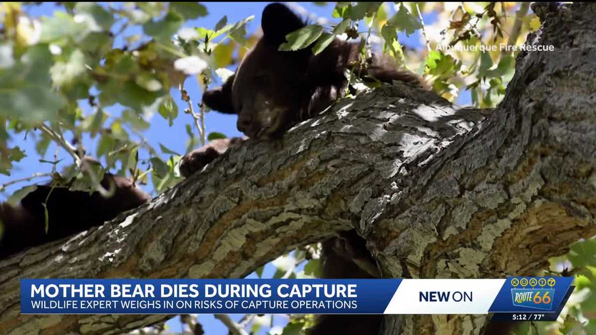 Mother bear dies during capture at Albuquerque golf course, two cubs to be relocated