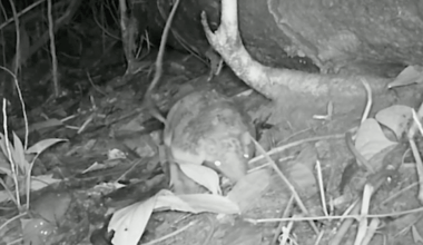 A baby giant armadillo in the Peruvian Amazon.