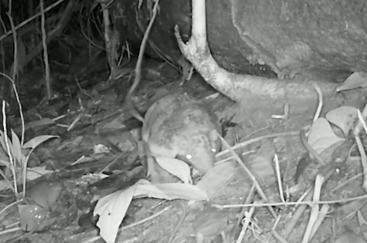 A baby giant armadillo in the Peruvian Amazon.