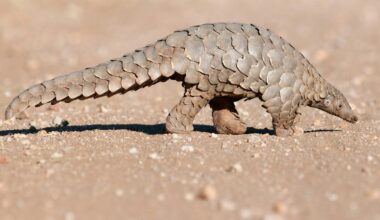 How Canada can better track what happens to trafficked wildlife after they’re seized
