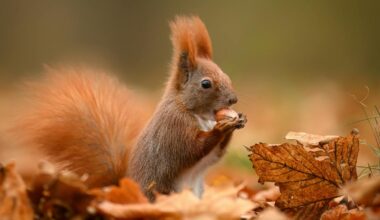How autumn changes animal sexual behaviour – including that of humans