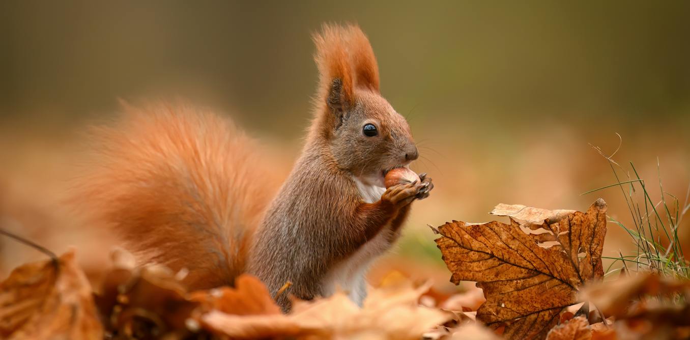 How autumn changes animal sexual behaviour – including that of humans