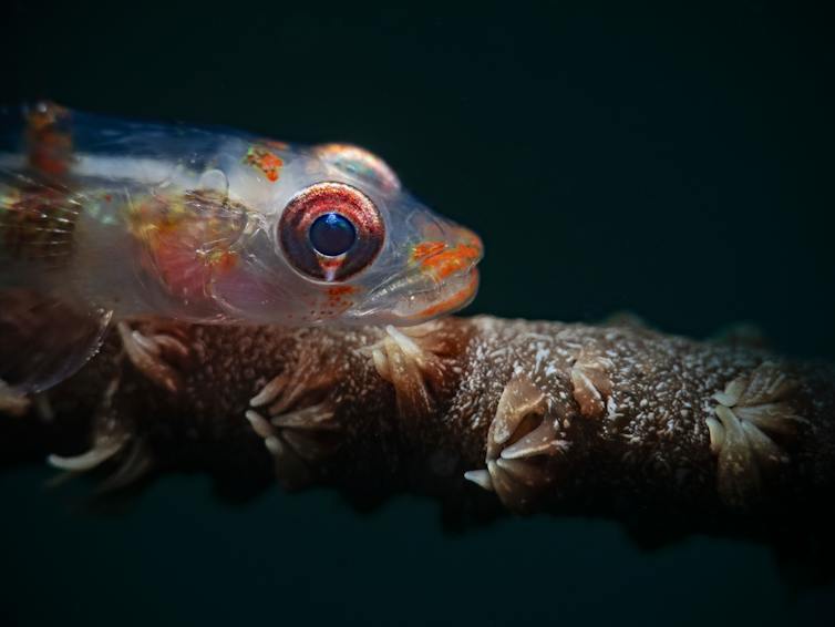 Translucent fish resting on stem