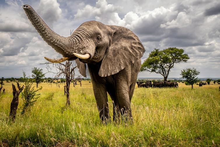 An elephant raises its trunk with a few sparse trees and a group of elephants on the grassland behind it.