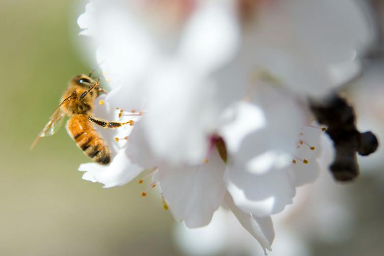 A bee busy enjoying the nectar of a white blossom, and pollinating the almond crop at the same time