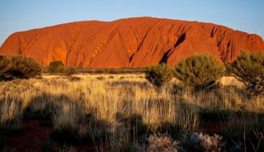 Climate change is killing the plants of Uluṟu-Kata Tjuṯa. Aṉangu traditional owners are concerned