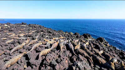 Nearly 14,000 volunteers analysed 57,838 drone images of Galapagos marine iguanas; researchers found their counts needed correction