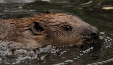 How beavers are protecting West London from flooding