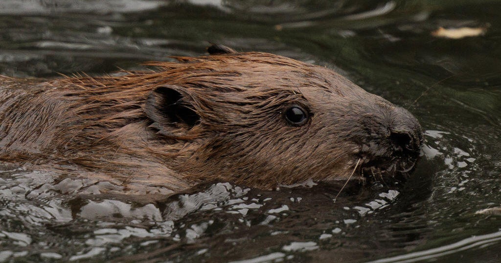 How beavers are protecting West London from flooding