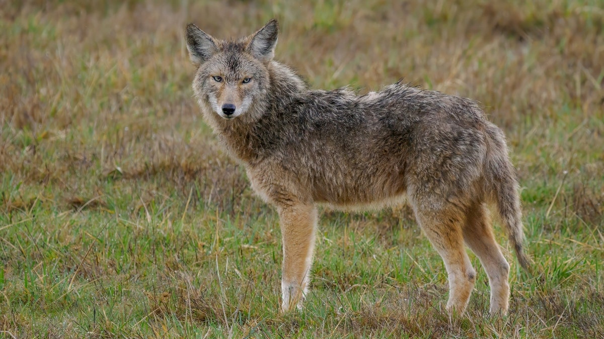 A Coyote - Canis Latrans - standing in a green grass field in Western Washington State.