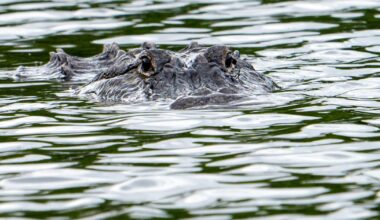 Alligator kills 71-year-old man fishing at pond in Florida