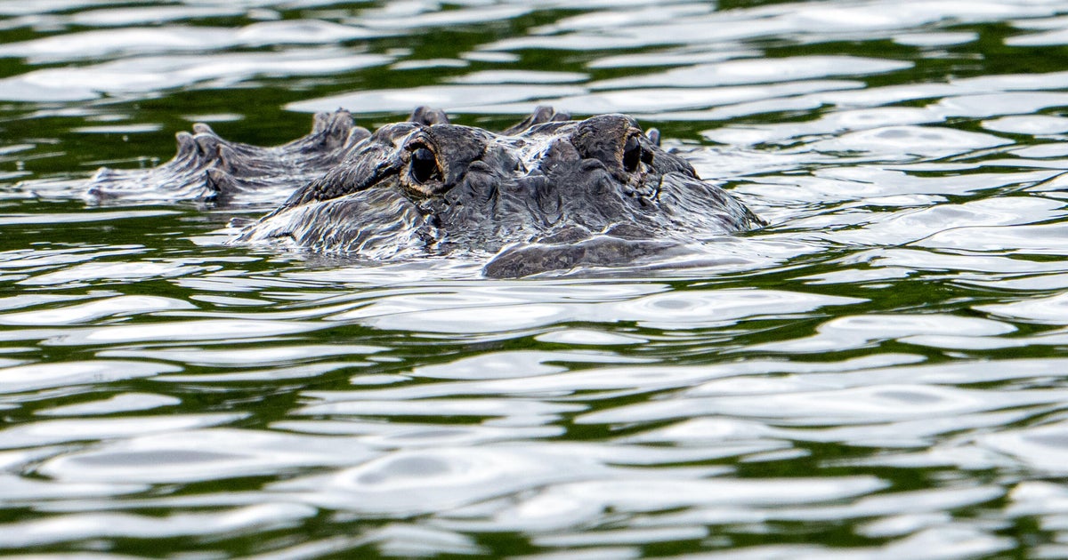 Alligator kills 71-year-old man fishing at pond in Florida