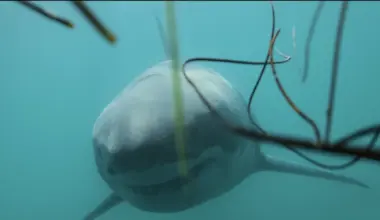 Great white shark swimming