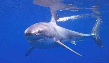 Shark hunt off Cape Cod lands New York captain in Mass. court