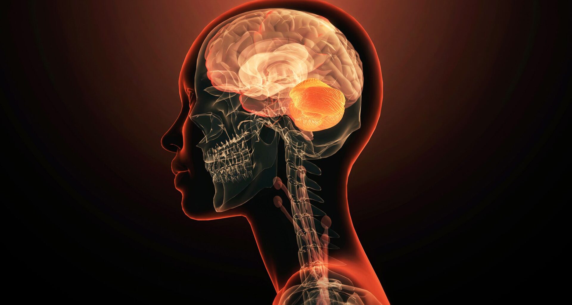 The brain may have arisen from 2 separate nervous systems that got squished together, study suggests