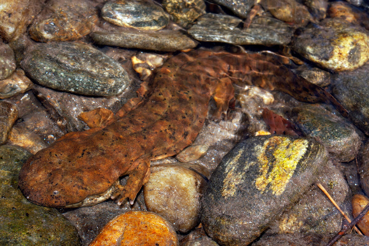 The eastern hellbender, a giant salamander that can grow up to two feet long, is endangered in North Carolina, and the state recently asked to add the species to the federal endangered species list.