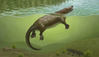 UChicago scientists discover semi-aquatic Jurassic-era otter that could chew and swallow