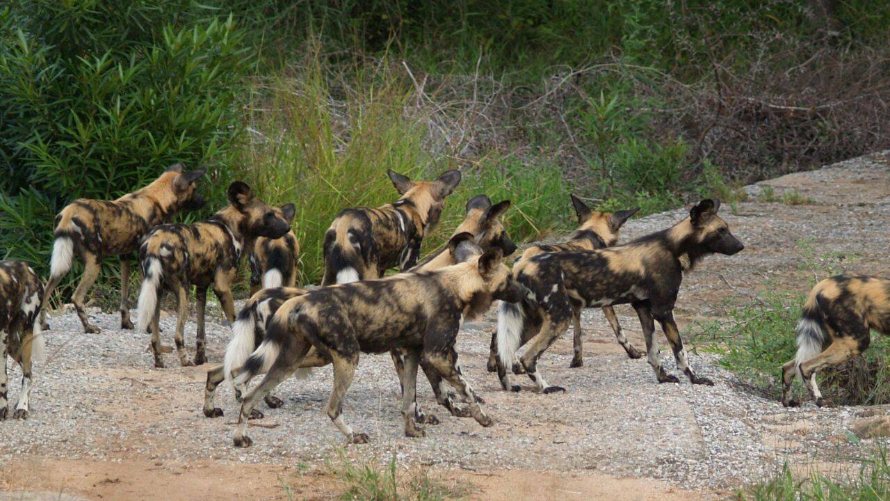 African wild dog pack. Image Credit: Wikipedia How 20 African wild dogs returned to Matusadona after decades<br>