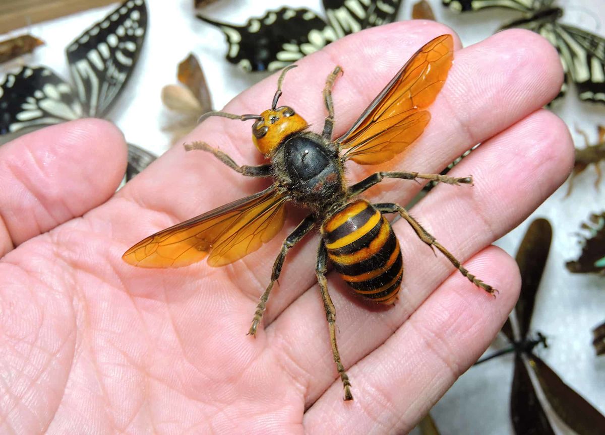 Watch Experts Remove a Massive Northern Giant Hornet Nest