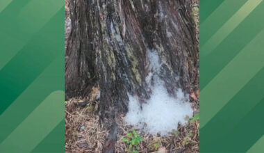 Weird Foaming Tree Takes Internet by Storm