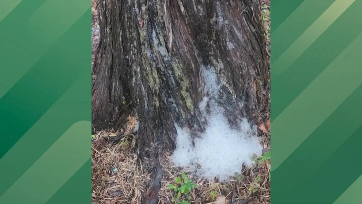 Weird Foaming Tree Takes Internet by Storm