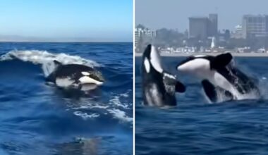 El Niño sends world’s most dangerous apex sea predator to Orange County beaches