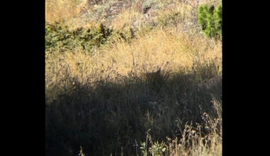 Can you spot and ID critter hiding near Colorado trailhead?