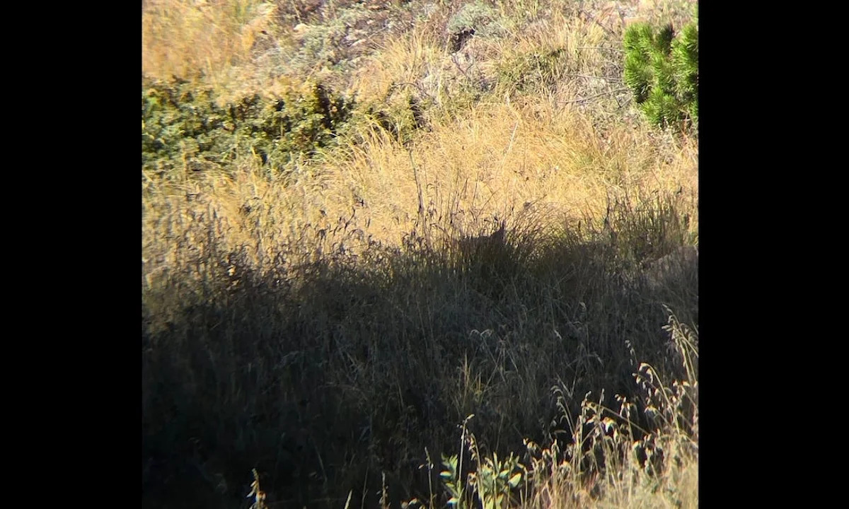 Can you spot and ID critter hiding near Colorado trailhead?