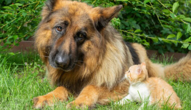 Sweet German Shepherd Always Wanted a Bestie, Then He Met a Tiny Orange Foster Kitten