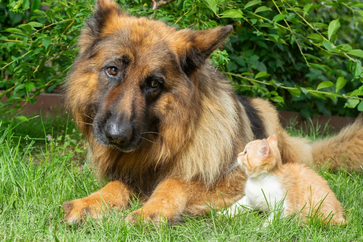 Sweet German Shepherd Always Wanted a Bestie, Then He Met a Tiny Orange Foster Kitten