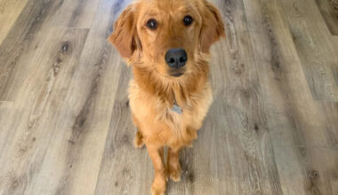 Stubborn Golden Retriever Literally Refuses To Leave Doggy Daycare on His Own