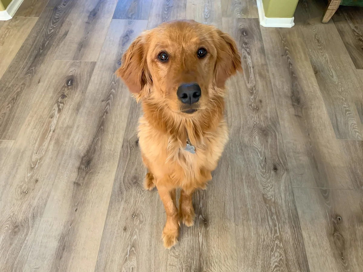 Stubborn Golden Retriever Literally Refuses To Leave Doggy Daycare on His Own