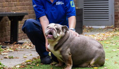 Rescue who weighed same as baby hippo sheds pounds, finds home