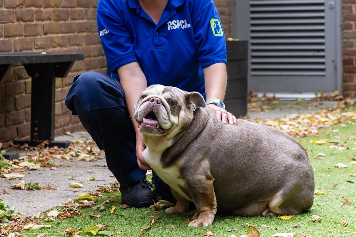 Rescue who weighed same as baby hippo sheds pounds, finds home