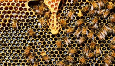 Honeybee Swarms Have Been Misread for Centuries, Biologists Say