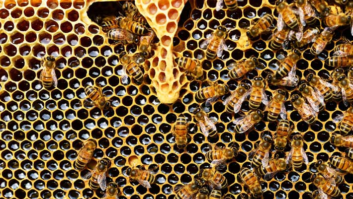 Honeybee Swarms Have Been Misread for Centuries, Biologists Say