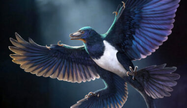 New Feathered Dinosaur Suggests Flight Evolved More Than Once among Birds’ Closest Relatives