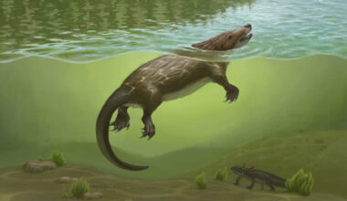 Jurassic Fossil Shows Mammal-Like Throat Evolved Far Earlier Than Thought