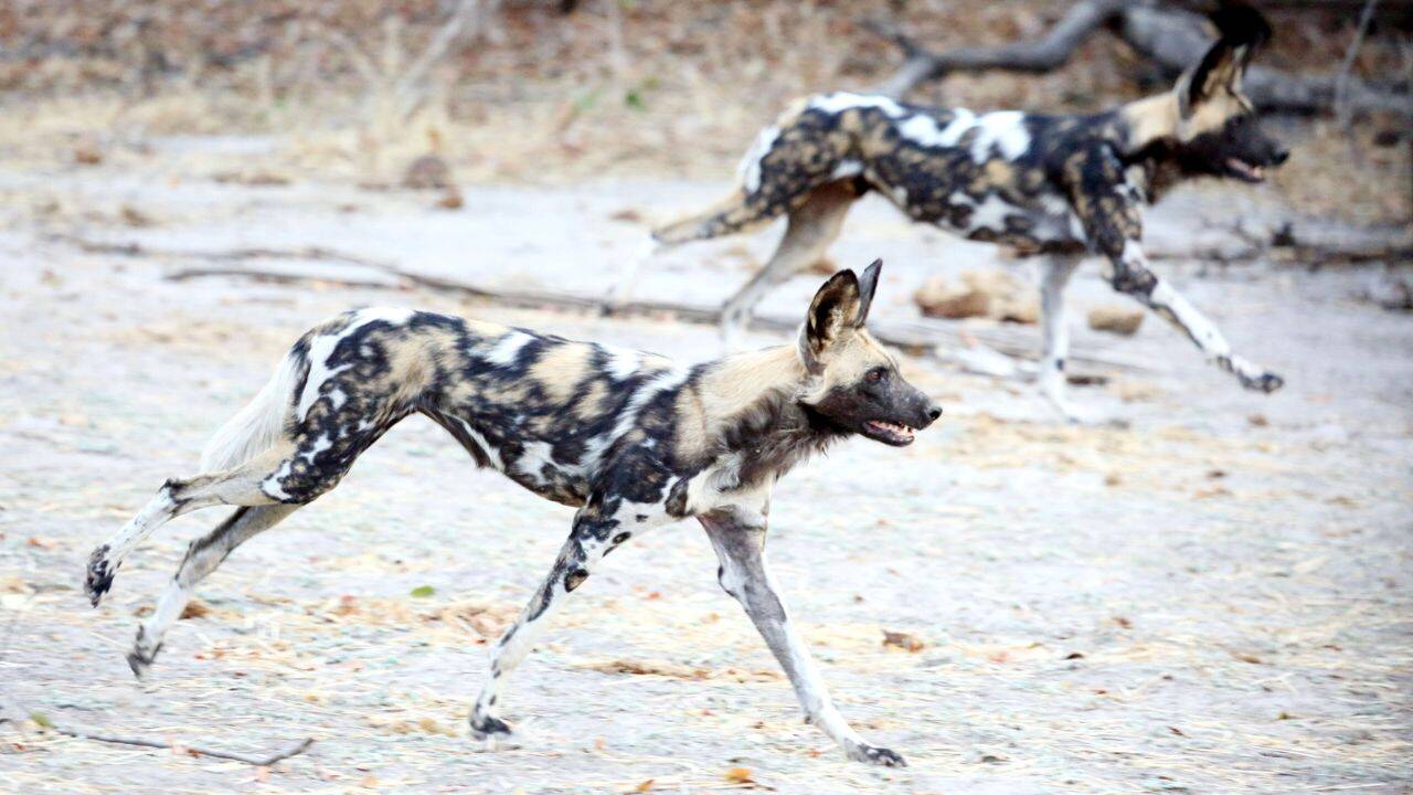 Image Credit: African Bush Camps Foundation Importance of wild dogs to the restored ecosystem