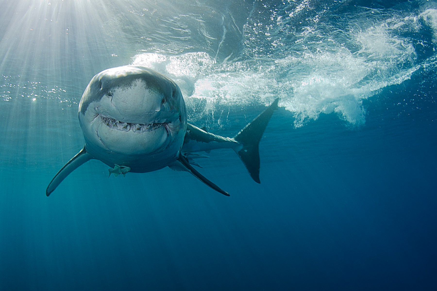 Great white sharks (stock image) are a protected species in Massachusetts