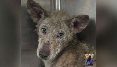 Fox or dog? Sick coyote caught in trap meant for cat in Pennsylvania
