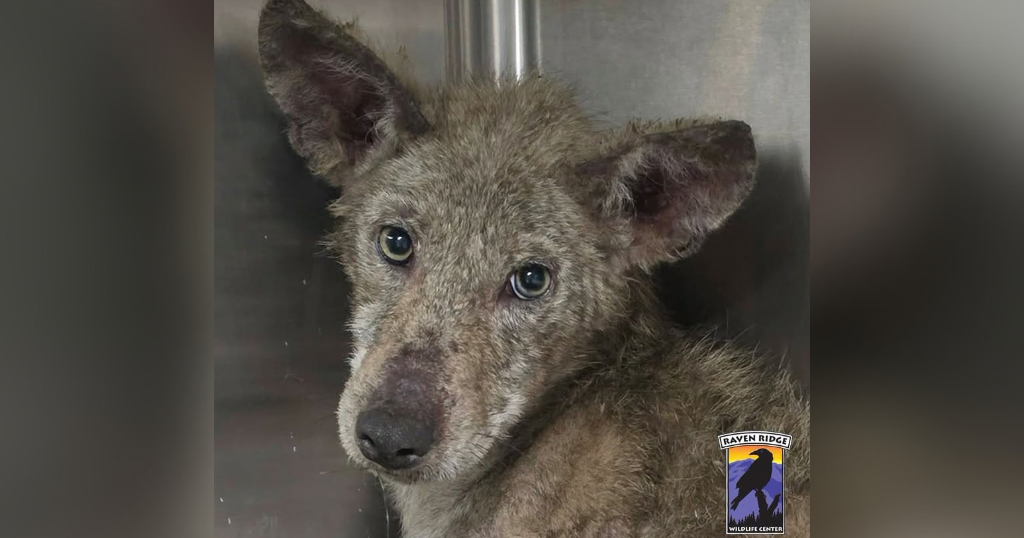 kdka-sick-coyote.png
